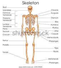 G13 lung model with larynx this is a first class, life size model of the human heart and lungs. Skeleton Chart Free Talat