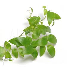 Image result for Asparagus asparagoides