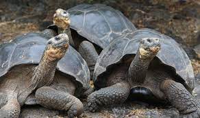 A huge part of why you visit the galapagos islands is definitely to see the animals! 14 Unique Animals Of The Galapagos Islands