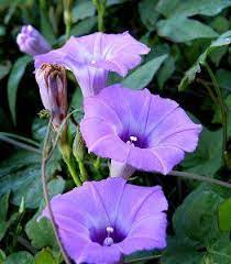 Morning Glory Ipomoea Cordatotriloba 10 Seeds Morning Glory Flowers Garden Vines Hibiscus Plant