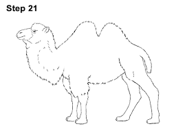 Find the perfect two hump camel stock vector image. How To Draw A Camel Bactrian