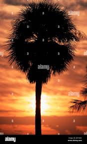 Image result for Acoelorrhaphe