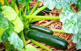 Zucchini like moist soil, but not soggy soil. How To Grow Zucchini In A Raised Garden Bed Bed Gardening