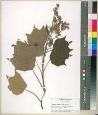 Image result for Triumfetta cordifolia