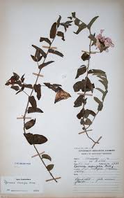 Image result for Ipomoea crassipes