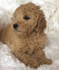 There are no indian dog breeders for exotic dogs, such as the wolf dog or the japanese akita. India Goldendoodle Puppy 608963 Puppyspot