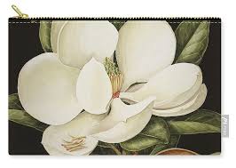 Magnolia Grandiflora Zip Pouch by Jenny Barron