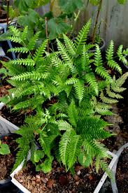 Image result for Pteris preussii