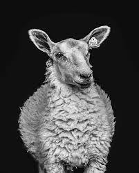 Sarah Boccolucci Author At Click Pro Daily Project Animal Photo Animal Photography Animals