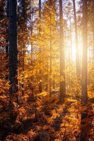 We did not find results for: 90 000 Best Autumn Wallpaper Photos 100 Free Download Pexels Stock Photos