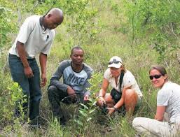 Image result for Diaphananthe lorifolia
