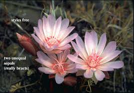 Image result for Montiaceae