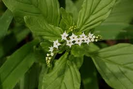 Image result for Heliotropium ciliatum