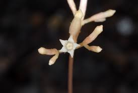 Image result for Voyria