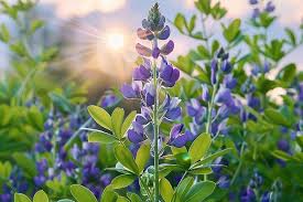 Image result for Indigofera baumiana