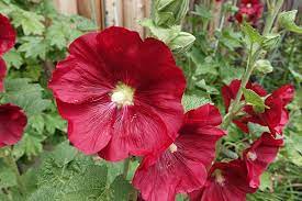 Types of red flowers list. 12 Red Flowers To Bring Vibrancy To The Garden Trees Com
