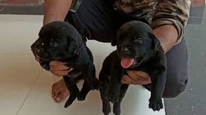 They can also feature a single coat if they help most of its physical traits from the chocolate lab side. Labrador Rottweiler Mix Puppies Available Youtube