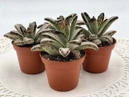 Image result for Kalanchoe lanceolata