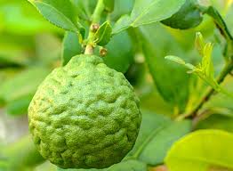 Wir meinen das aber absolut ernst. Bergamot Oil Bergapten Free Mci Miritz Citrus Gmbh