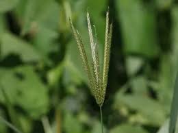 Image result for Chloris virgata