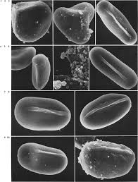 Image result for Antrophyum mannianum