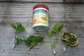 Image result for cuttings of geraniums