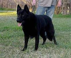 Nsolid black german shepherd, black and tan german shepherd, old fashioned german shepherd. Czechoslovakian Shepherds Black Yahoo Image Search Results Black German Shepherd German Shepherd Breeders German Shepherd
