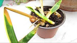 The snake plant is one of the easiest houseplants to grow, making it very popular amongst homeowners. How To Save A Sansevieria Plant From Rot The Mother In Law S Tongue Plant Youtube