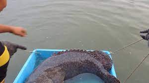 The demersal fish resources in malaysia are. Giant Grouper Fishing In Selangor Malaysia Youtube