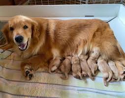 Currently available golden retriever puppies. Golden Retriever Golden Retriever Puppies For Sale Facebook