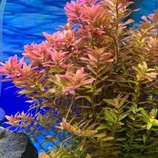Image result for Rotala capensis