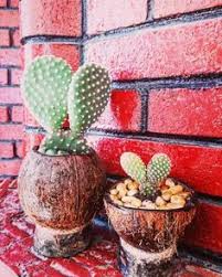A cactus (plural cacti, cactuses, or less commonly, cactus) is a member of the plant family cactaceae, a family comprising about 127 genera with some 1750 known species of the order. 23 Bunny Cactus Ideas Cactus Opuntia Microdasys Cactus Plants