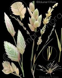 Image result for Stenostelma corniculatum