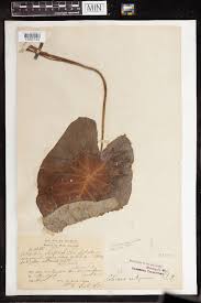 Image result for Gonatopus petiolulatus