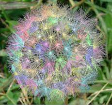 Close Your Eyes And Now Take A Deep Breath Make A Wish Dandelion Dandelion Puffs Flowers