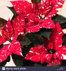 Weiß Gesprenkelten Weihnachtsstern Oder Euphorbia