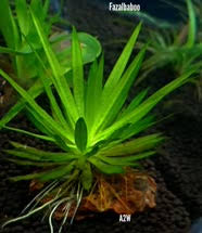 Image result for Blyxa hexandra