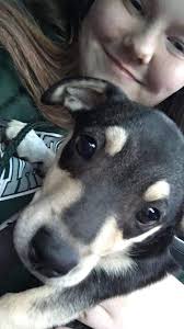 Lost Chihuahua named Bella in Laredo