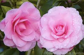 Camellia Betty Ridley Marie Bracey X Felice Harris A Strong Growing Japonica Cultivar With An Abundance Of Formal Double Flowers Camellia Flowers Photo