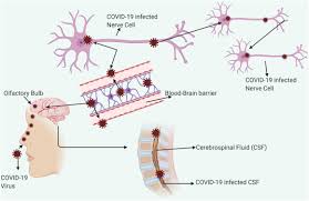 Hello, friends in this episode of ansuni kahaniyan we talk about less discussed reincarnation story of shanti devi. Covid 19 A Promising Cure For The Global Panic Sciencedirect
