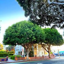 Image result for Fuirena microcarpa