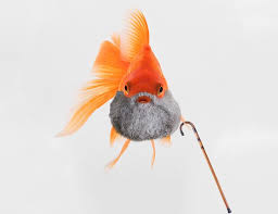 Dried foods can cause constipation as they swell within the stomach opposed to live frozen food that can be easily digested. 11 Reasons Why Your Fish Keep Dying Fishlab