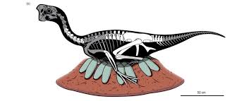 But, with a high price tag, is it worth it? Jaw Dropping Fossil Find Contains A Dinosaur Sitting On An Entire Clutch Of Eggs