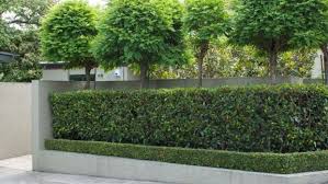 A Clipped Hedge Is Always A Good Choice For Street Frontage And Works As Well With Contemporary Concrete A Garden Hedges Landscape Design Backyard Landscaping