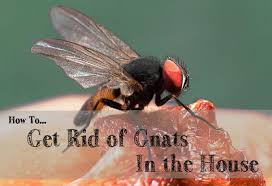 Keeping gnats out of your home is only the first step to controlling an infestation. How To Get Rid Of Gnats In The House Diatomaceous Earth