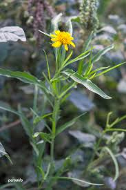 Image result for Pascalia glauca