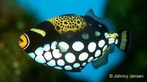 Black And White Spotted Saltwater Fish Clown Triggerfish Marine Fish Saltwater Aquarium Fish Ocean Creatures