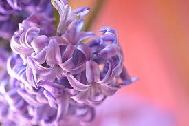 Maybe you would like to learn more about one of these? Hyacinth One Of The Loveliest Scent Producers In Spring Cgtn