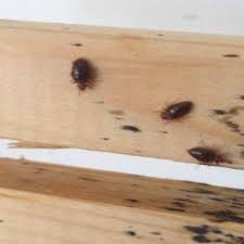 Bed bugs don't just live in beds, but in luggage, furniture, and even shoes. Signs Of Bed Bugs How To Find Bed Bugs Fantastic Pest Control