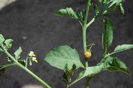 Image result for Solanum sp. B